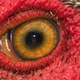 Illustration for article titled emSkyrim/em Once had Chickens That Spied On you